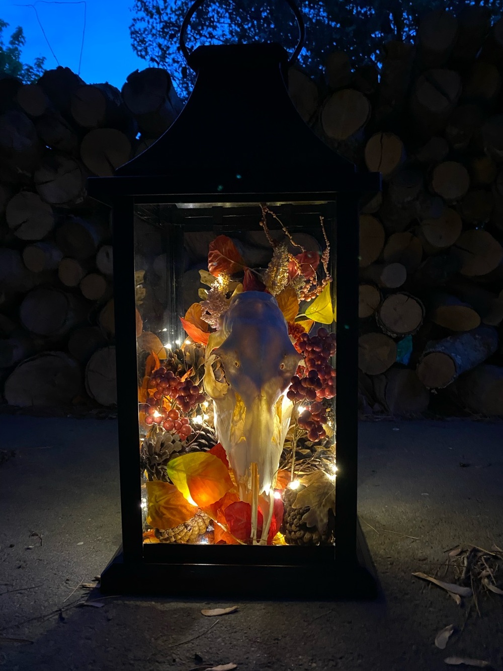 Deer skull lantern